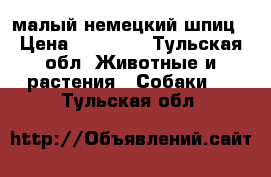 малый немецкий шпиц › Цена ­ 35 000 - Тульская обл. Животные и растения » Собаки   . Тульская обл.